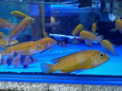 Labidochromis caeruleus