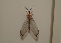 Myrmeleontoidea