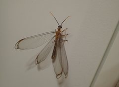 Myrmeleontoidea