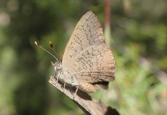 Paralucia pyrodiscus