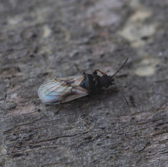 Metopoplax origani