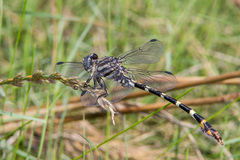 Phyllogomphoides stigmatus