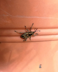 Rhabdoscelus lineaticollis