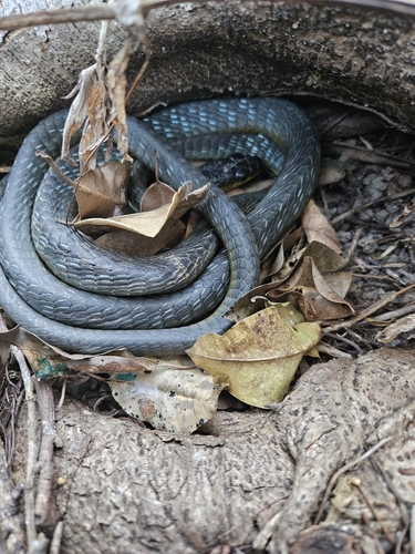 Common Tree Snake sighting