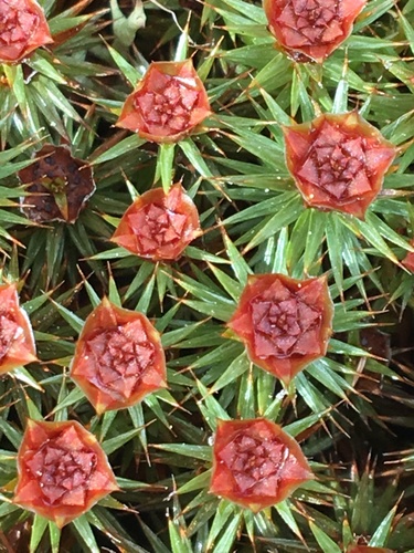 Polytrichum juniperinum