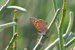 Chrysoritis chrysaor