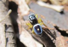 Maratus hesperus