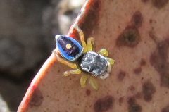 Maratus hesperus