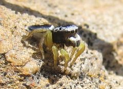 Maratus hesperus