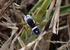 Maratus hesperus