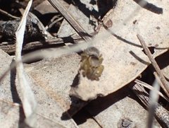 Maratus hesperus