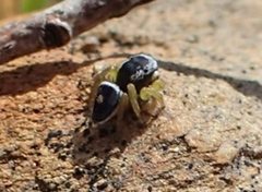 Maratus hesperus