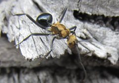 Polyrhachis semiaurata