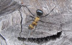 Polyrhachis semiaurata