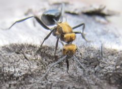 Polyrhachis semiaurata