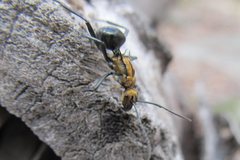 Polyrhachis semiaurata