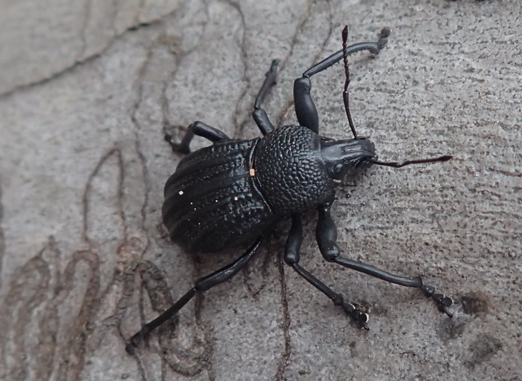 Psapharus mistothes