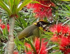 Lichenostomus melanops