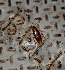 Periplaneta americana