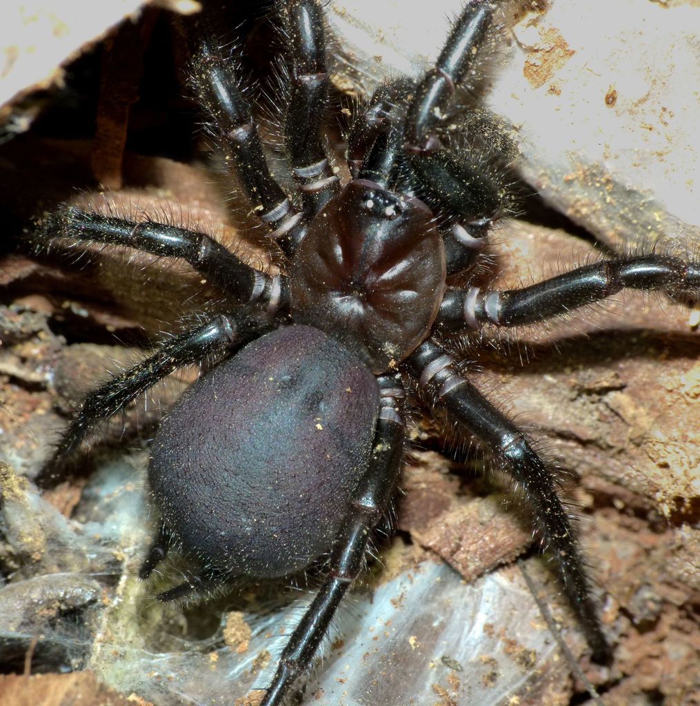 Black Tunnelweb Spider from Geraldine, New Zealand, Talbot Forest on ...