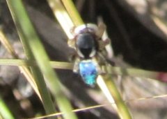 Maratus anomalus