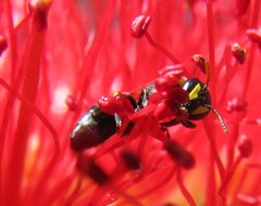 Hylaeus euxanthus