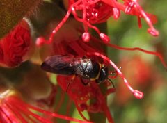 Hylaeus euxanthus