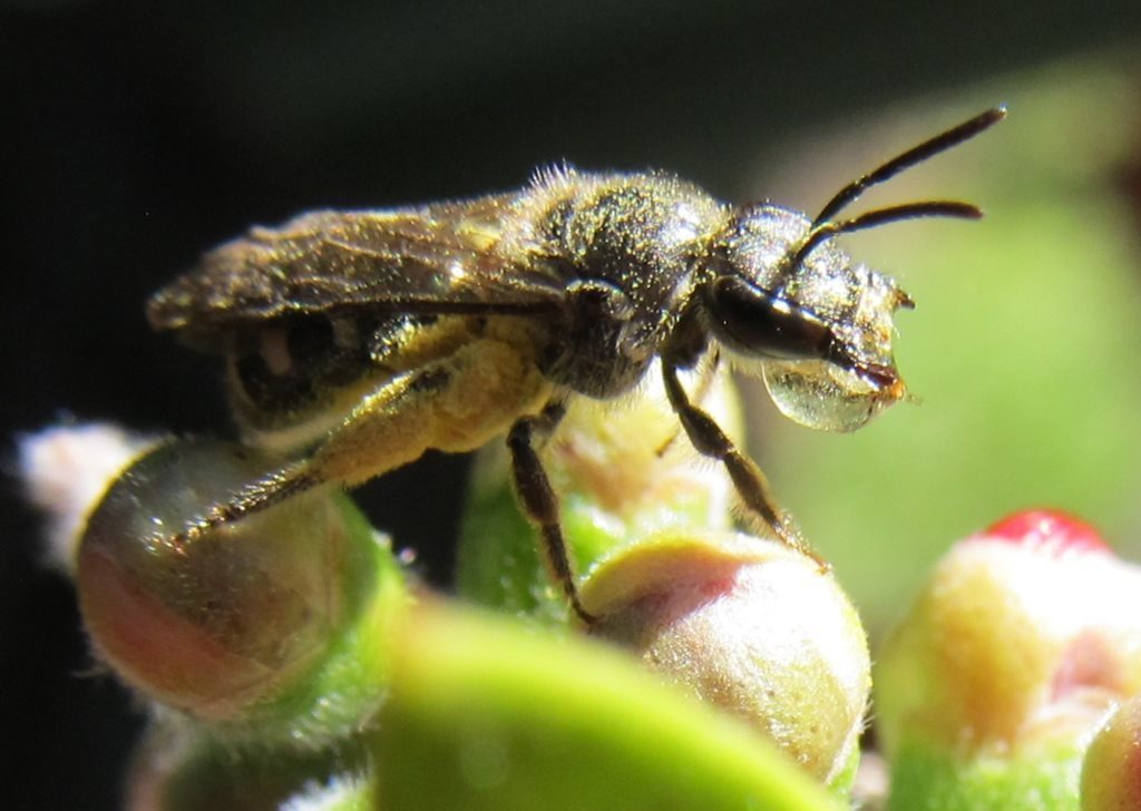 Lasioglossum chapmani