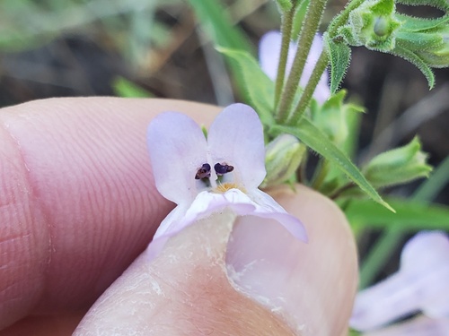 Apache Beardtongue (Penstemon oliganthus)