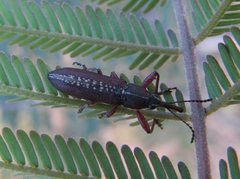 Belidae