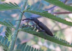 Belidae