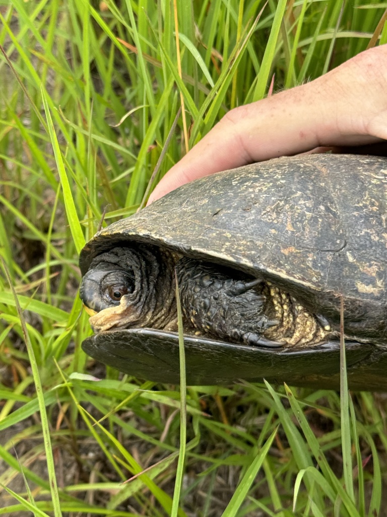 Blanding's Turtle in June 2024 by Grant Fessler · iNaturalist