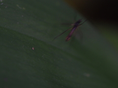 Deuterosminthurus bicinctus