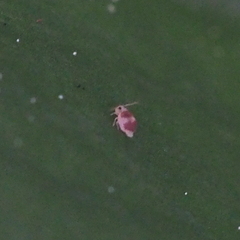 Deuterosminthurus bicinctus