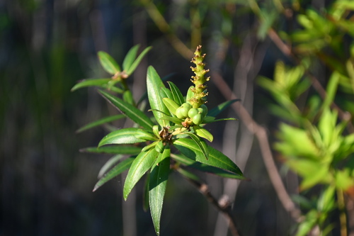 Image of Stillingia aquatica by (c) Jody Shugart, some rights reserved (CC BY)