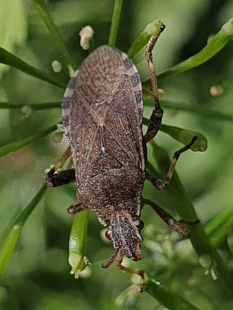 Ceraleptus gracilicornis from Thale, Deutschland on June 12, 2024 at 09 ...