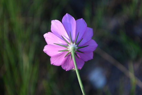 Image of Sabatia decandra by (c) Jody Shugart, some rights reserved (CC BY)