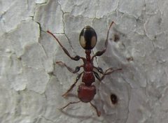 Podomyrma adelaidae