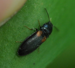 Calambus bipustulatus