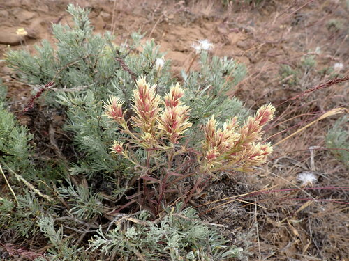 Image of Scabland Sagebrush (Artemisia rigida) by (c) John Brew, some rights reserved (CC BY)