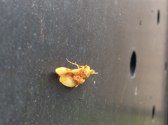 Pyrinioides sinuosus