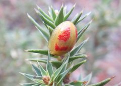 Paropsisterna fastidiosa