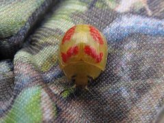 Paropsisterna fastidiosa