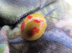 Paropsisterna fastidiosa