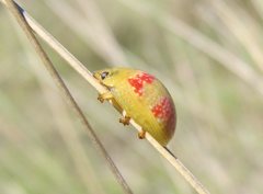 Paropsisterna fastidiosa