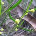 Acacia bynoeana - Photo (c) Irene Richardson, algunos derechos reservados (CC BY-NC-SA)