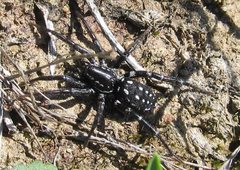 Nyssus albopunctatus