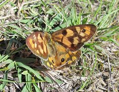 Heteronympha penelope