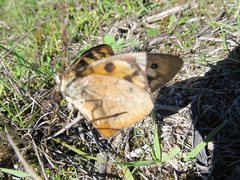 Heteronympha penelope