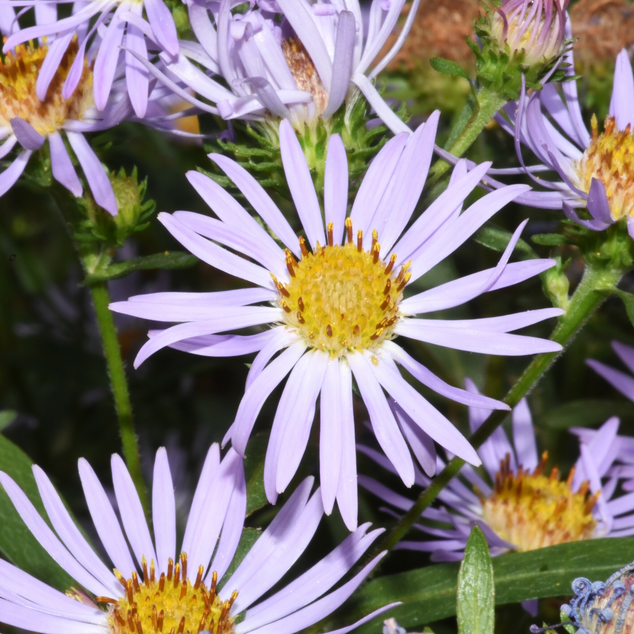 Symphyotrichum hendersonii